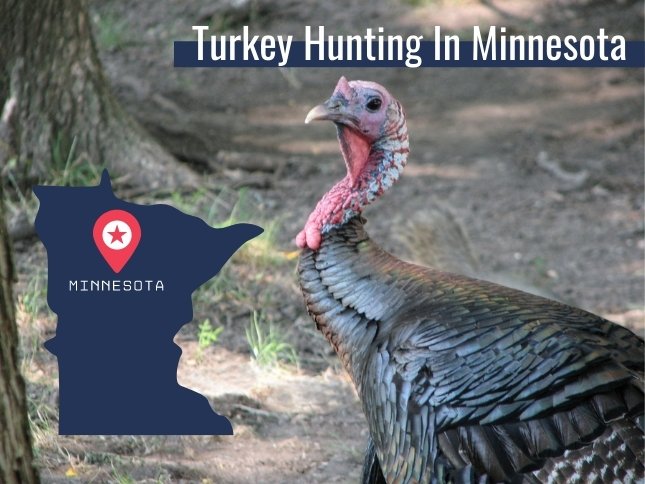 Minnesota Turkey Season and Regulations