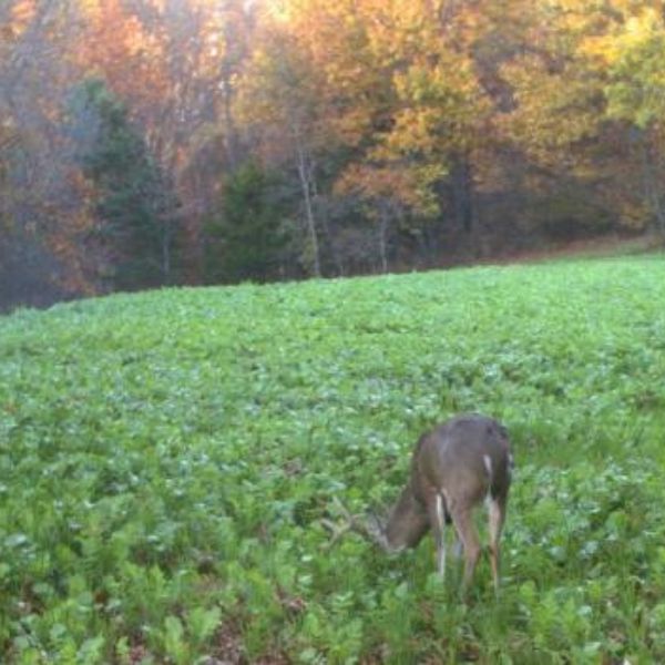 Food Plot Seed & Deer Attractants