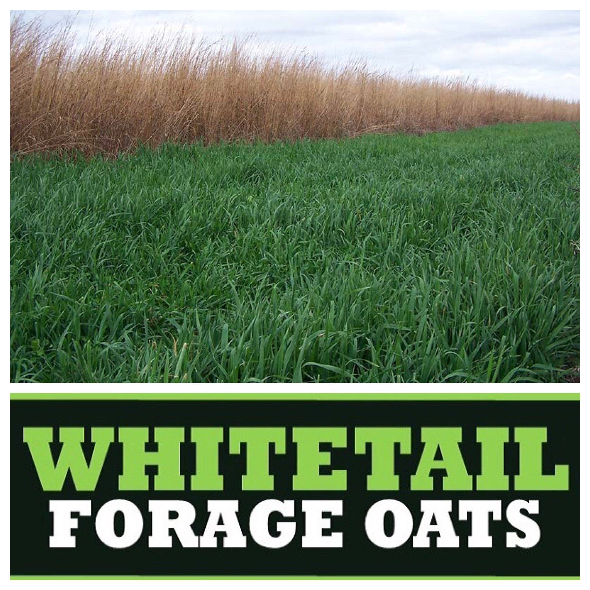 Real World Forage Oats 50 Pound 1 Acre Bag