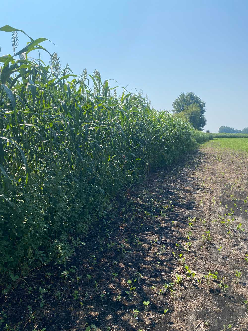 Real World Hidden Acess Anual Food Plot Screen